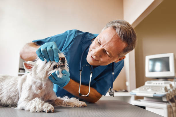 Best Emergency Dentist for Special Needs Patients in Poplar Plains, CT